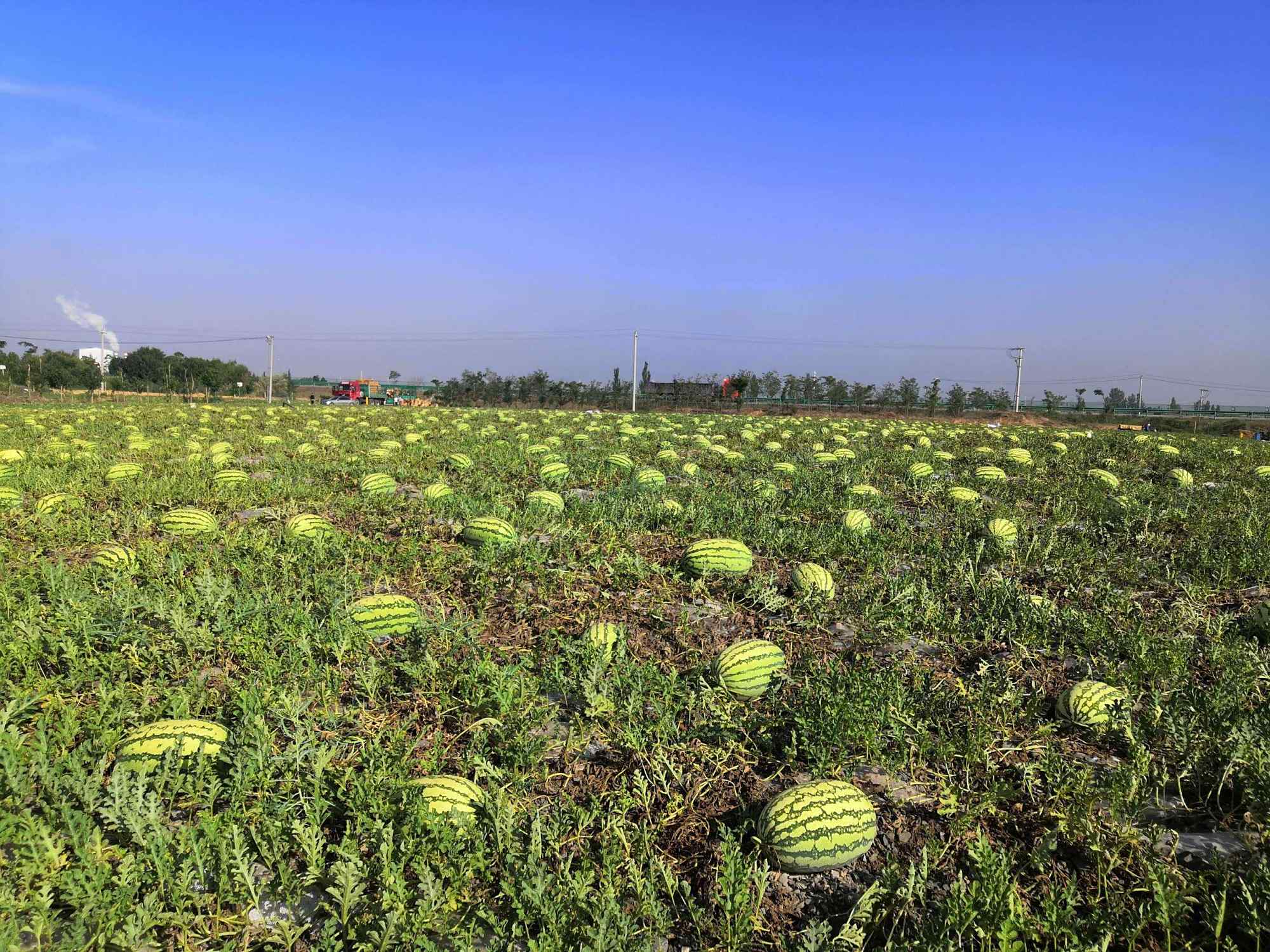 沙漠里的西瓜有多大危害?硒砂瓜又甜又大,为何却遭局部禁种?