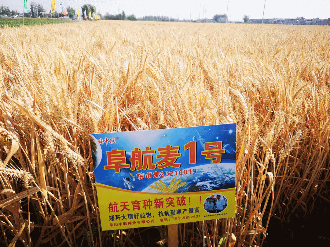全省首个航天育种小麦,在阜阳"闯关"成功!