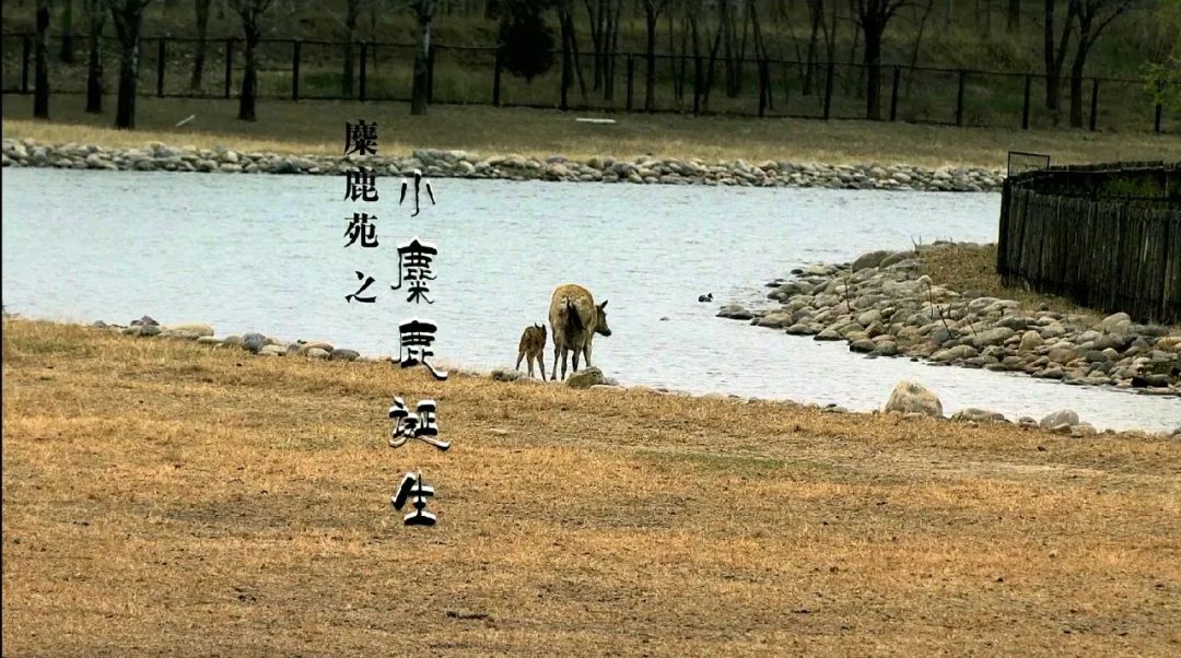 麋鹿自然影片正式登录腾讯视频