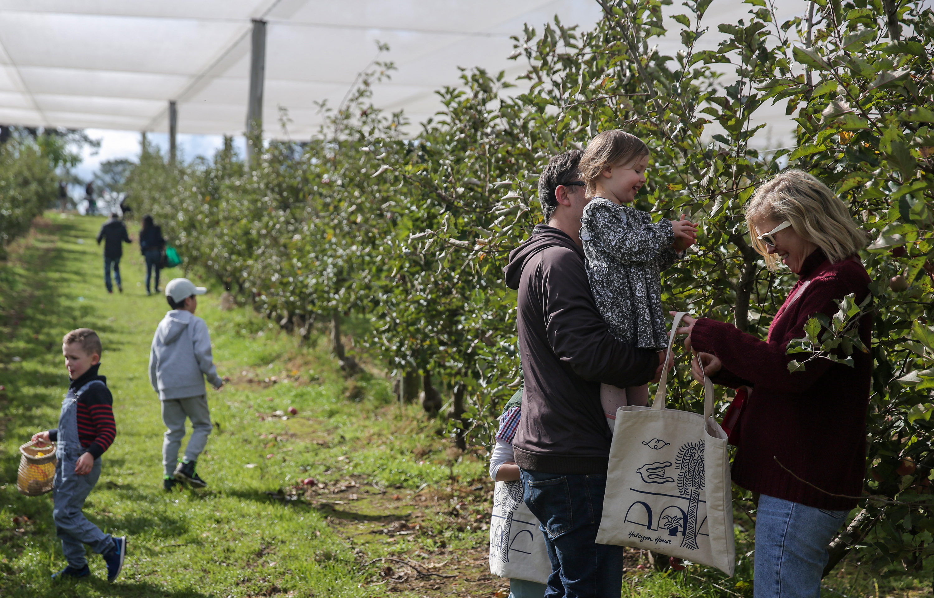 澳大利亚:水果小镇游客渐增(2)