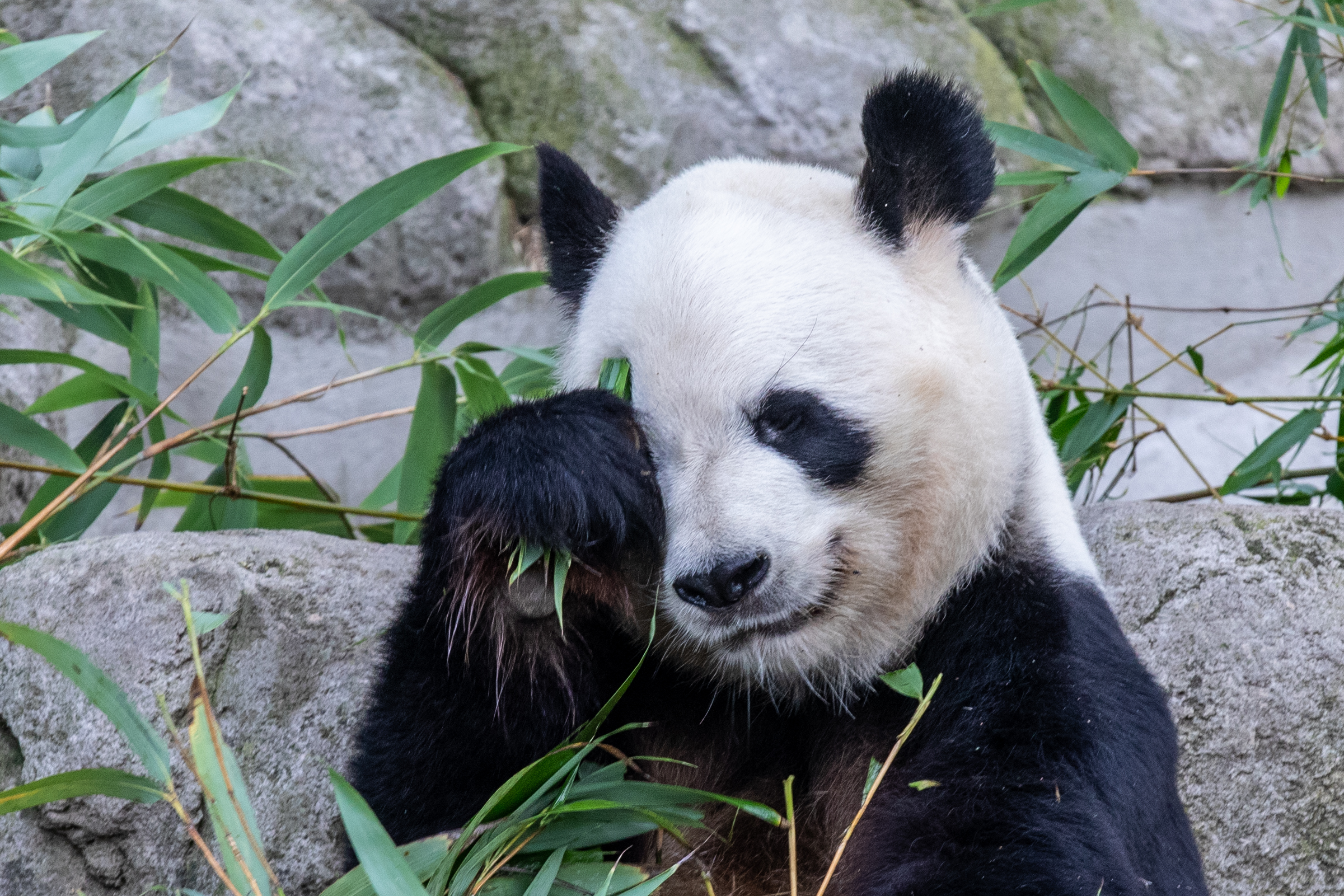 旅西大熊猫"花嘴巴"产下双胞胎
