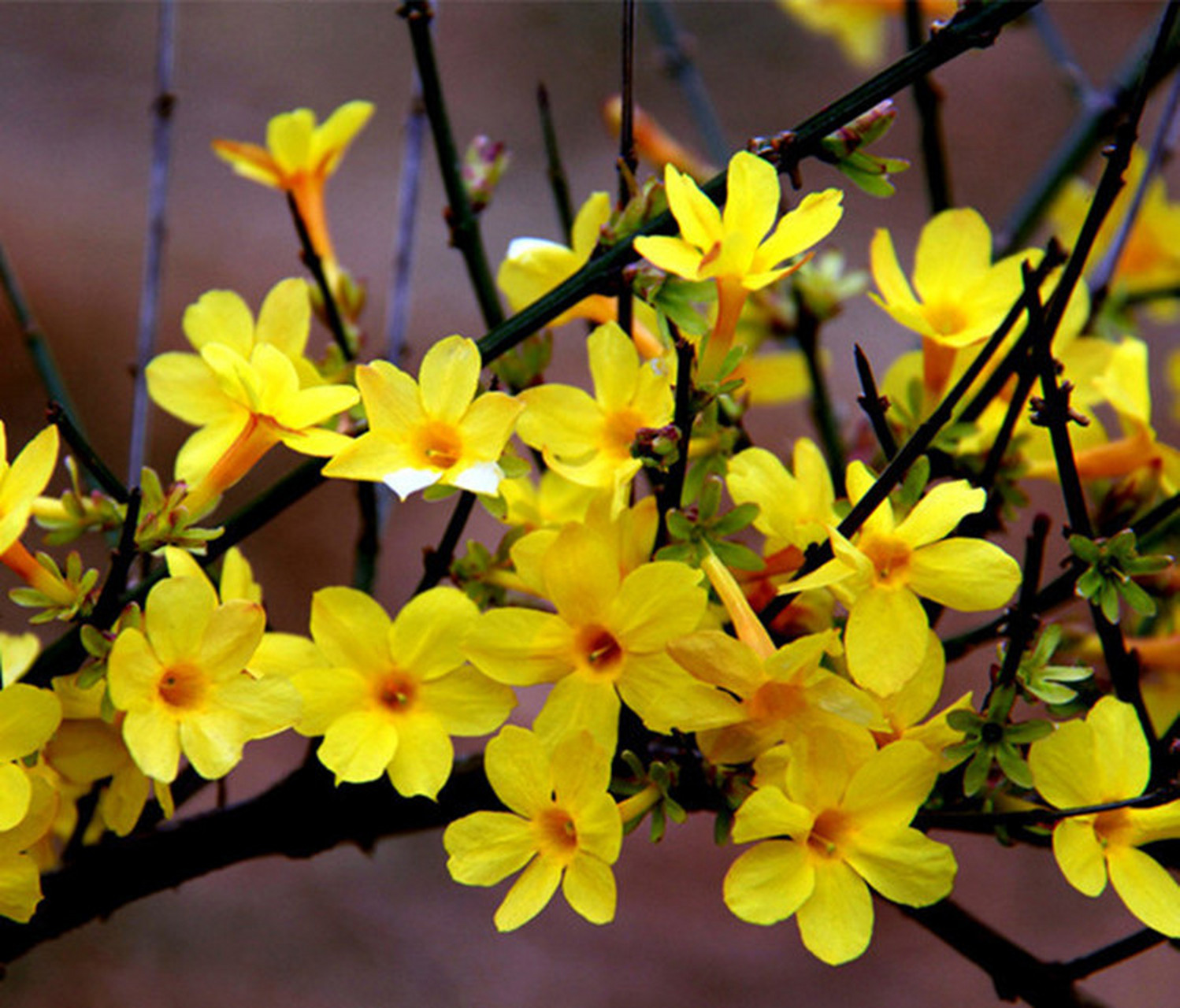 [原文:迎春花浇水正确方法]