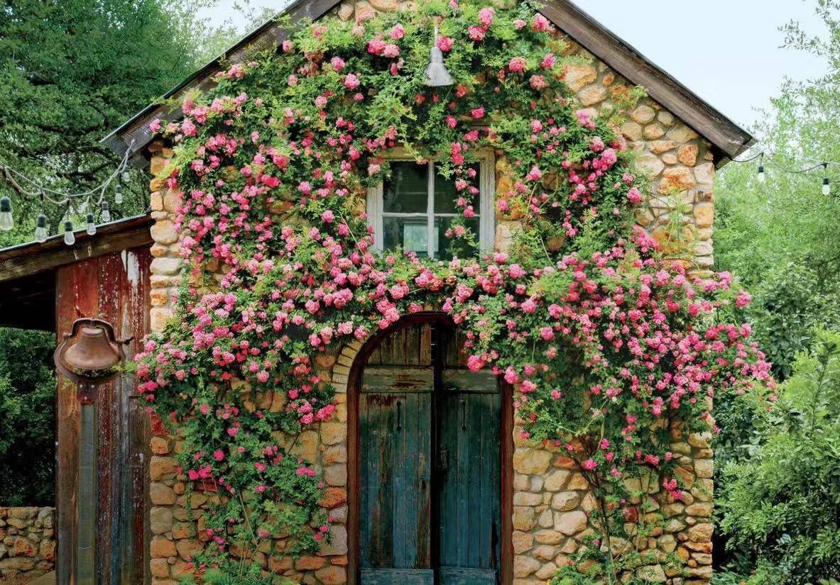 3种爬藤月季,长势强壮,是打造花墙的"利器"