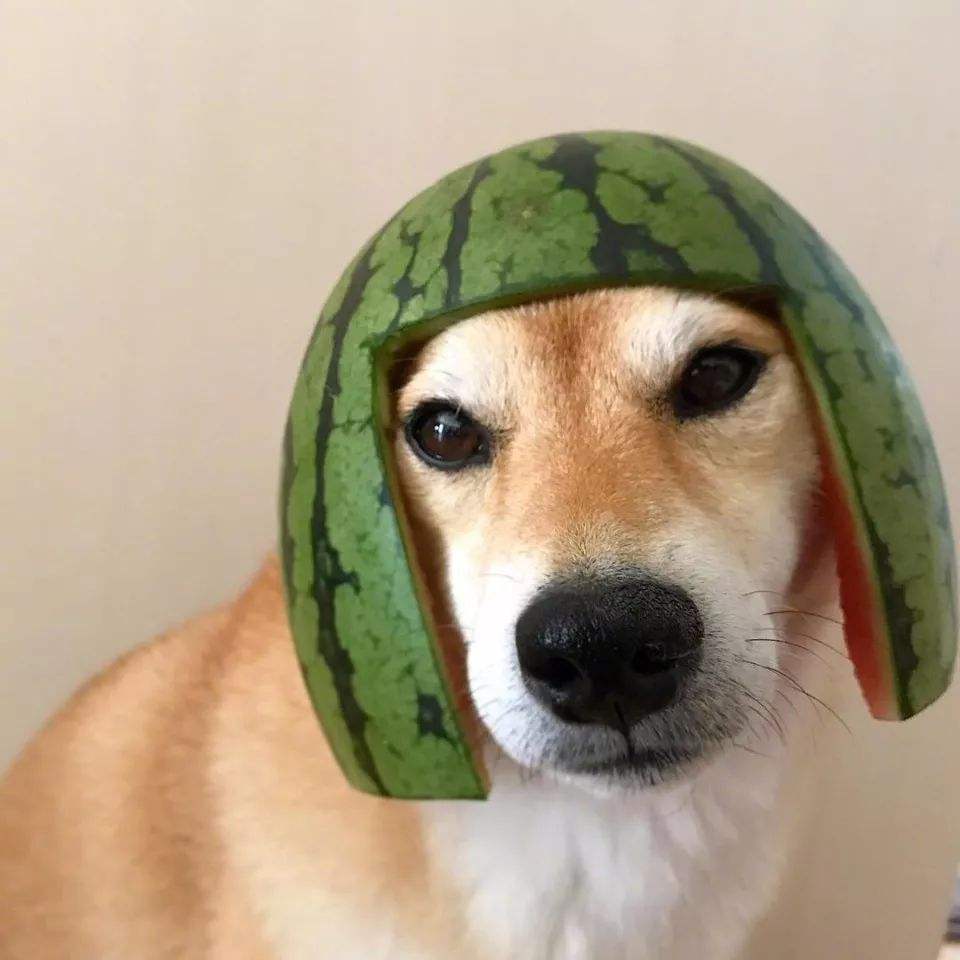 "纯欲风"狗狗,"妩媚百相生",这谁能不看呆?