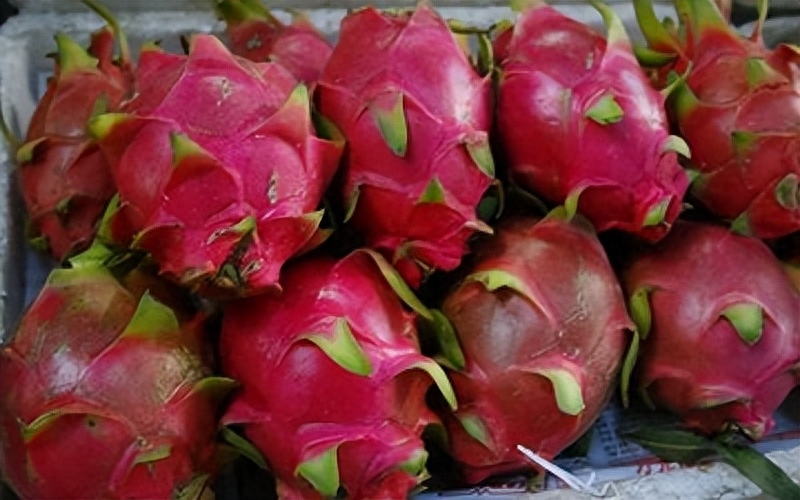 温室火龙果产期调控技术:推动高效生产与市场供应的突破