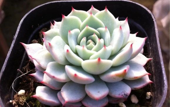 冬天养护多肉红爪,注意这四点,株型紧凑叶尖猩红更诱人