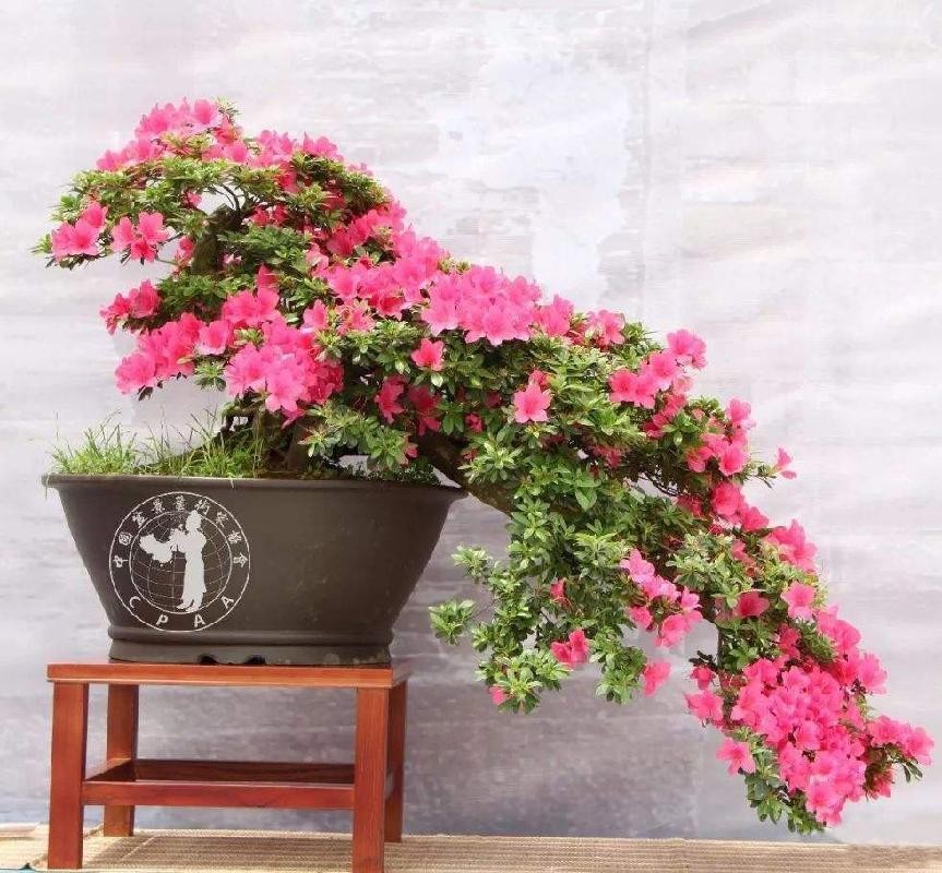 杜鹃花盆景太漂亮了,这几种造型你都见过吗?家里有一盆就不错了