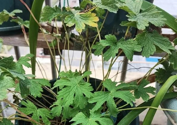 人称"生扯拢",农村老人常说全株有毒,咋还人工栽培