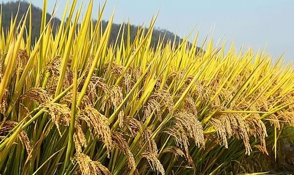 超级稻品种浙优18,每穗总粒数300多粒,亩产可达1000公斤以上