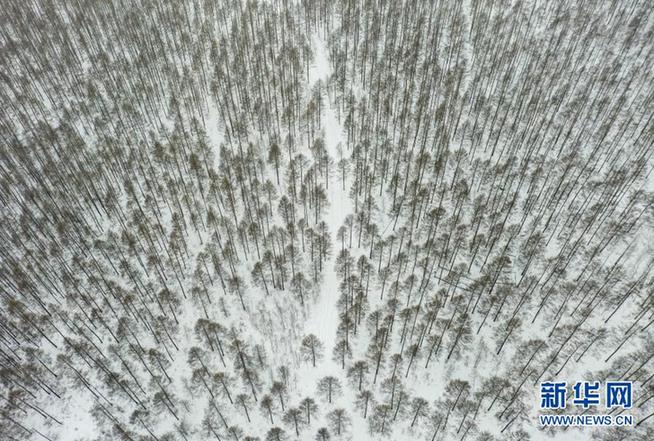 snow falls on the greater khingan