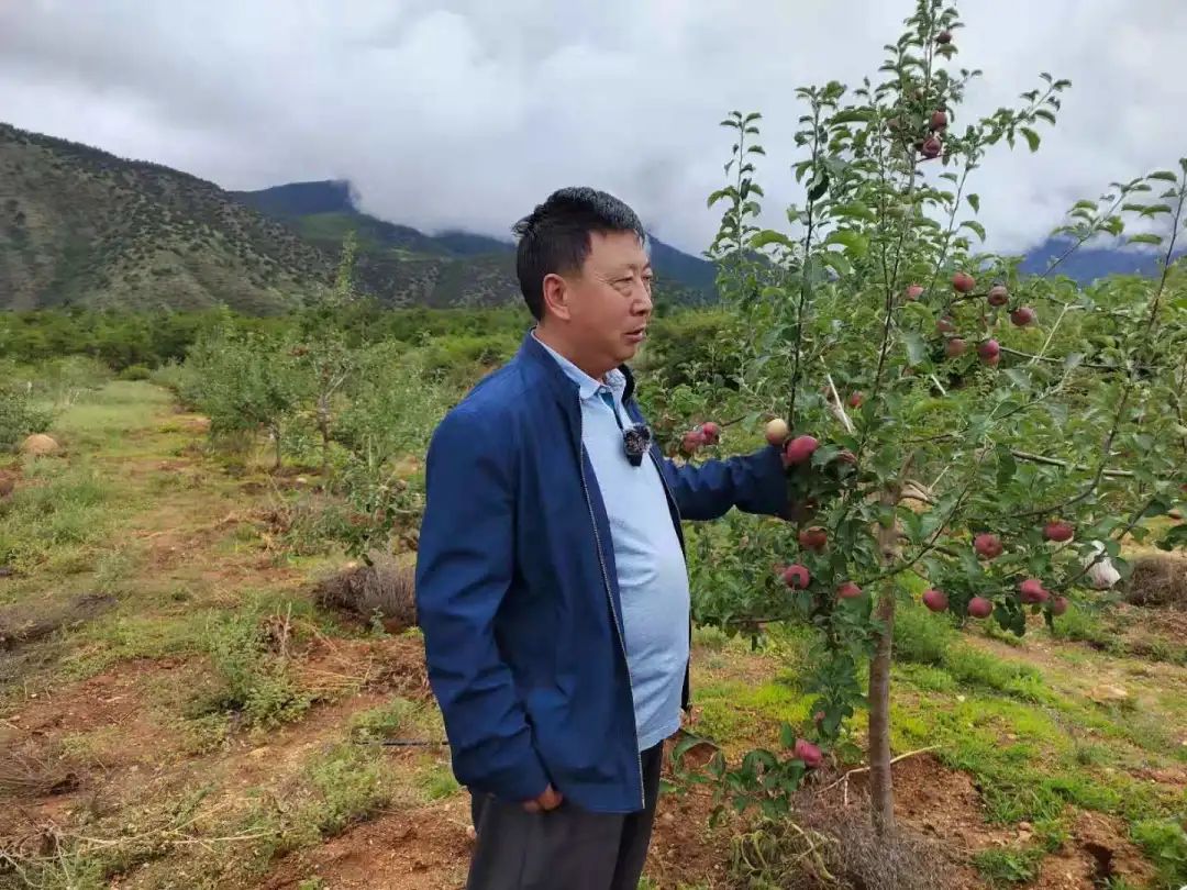 乡城县青德镇布机村"黄土坡"牵手集体经济 阔步乡村振兴