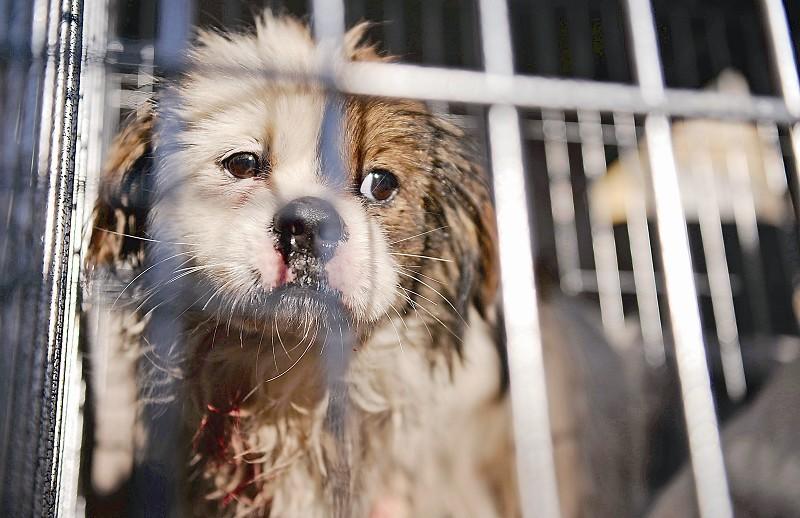 流浪狗治理新思路