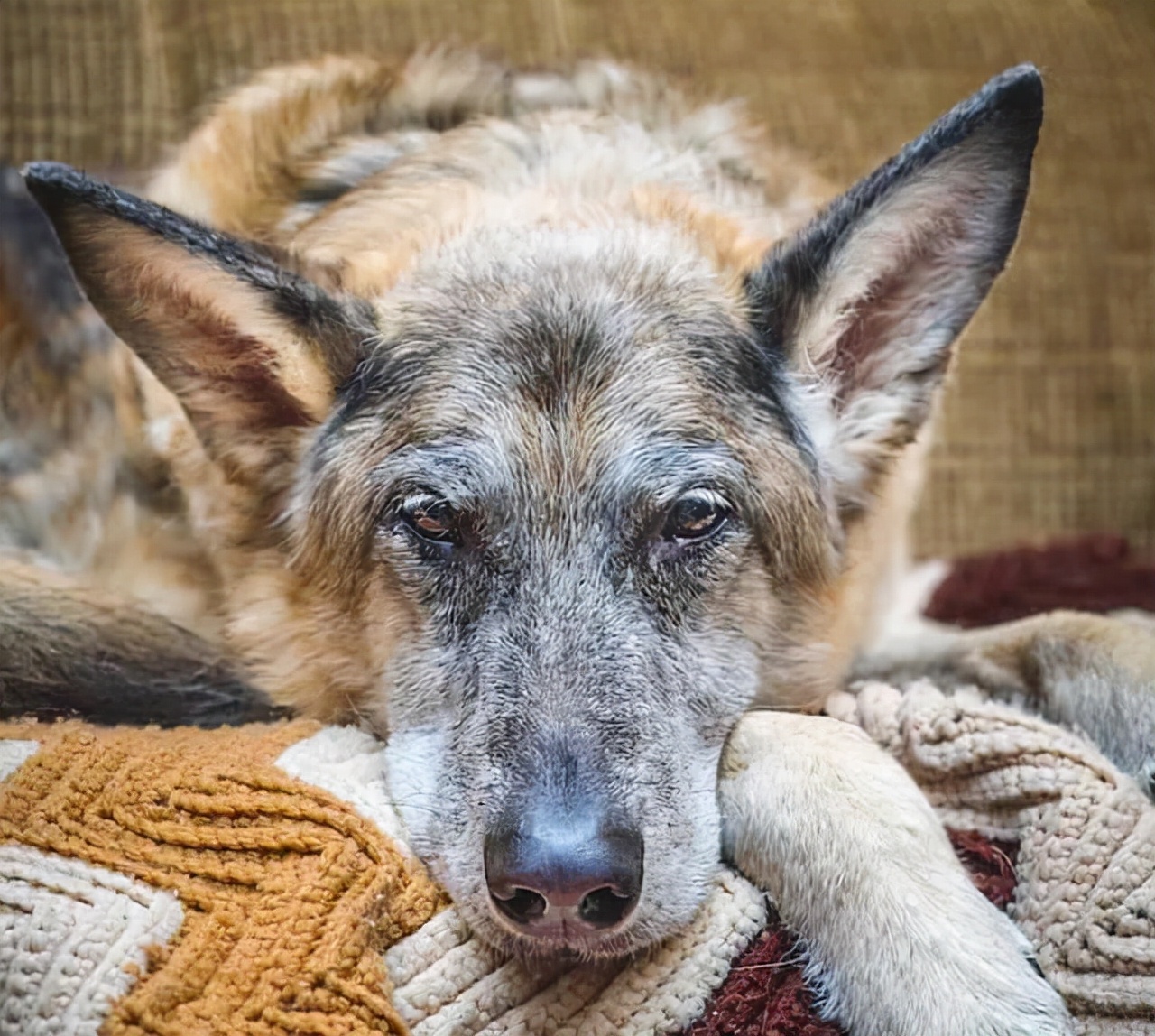 老年狗做这几件事,其实是在跟你告别,别不明白