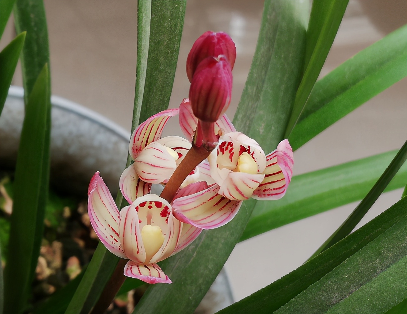 建兰七彩玲珑,花姿优美,色彩绚烂,开花后兰香扑鼻,非常大气