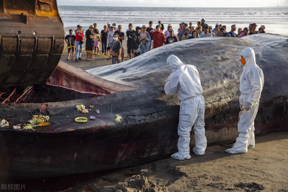 臭不可闻!蓝鲸"鲸爆"事件的怪诞传奇,最有味道的"爆炸"!