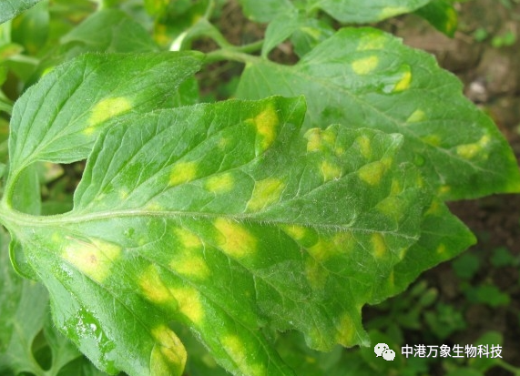 大棚番茄叶霜霉病的发生与防治,中港万象管理指南