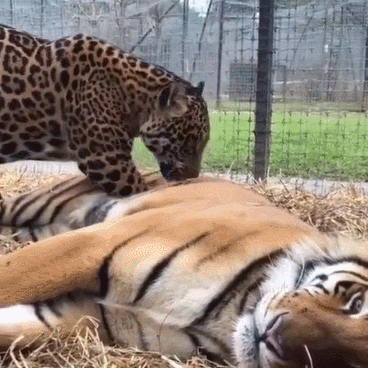 关于猫咪踩奶的冷知识,你知道多少?