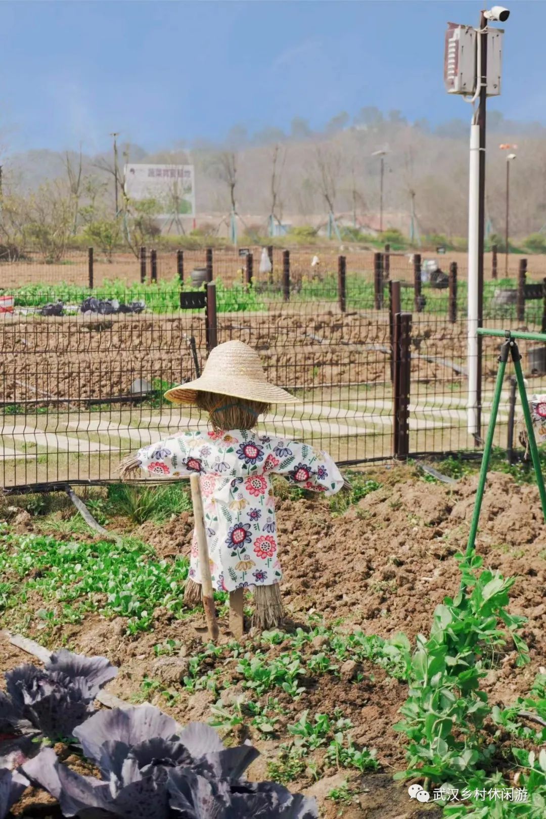 种菜,喂羊,逛花园,当代城里人,如何在花博汇找春天?