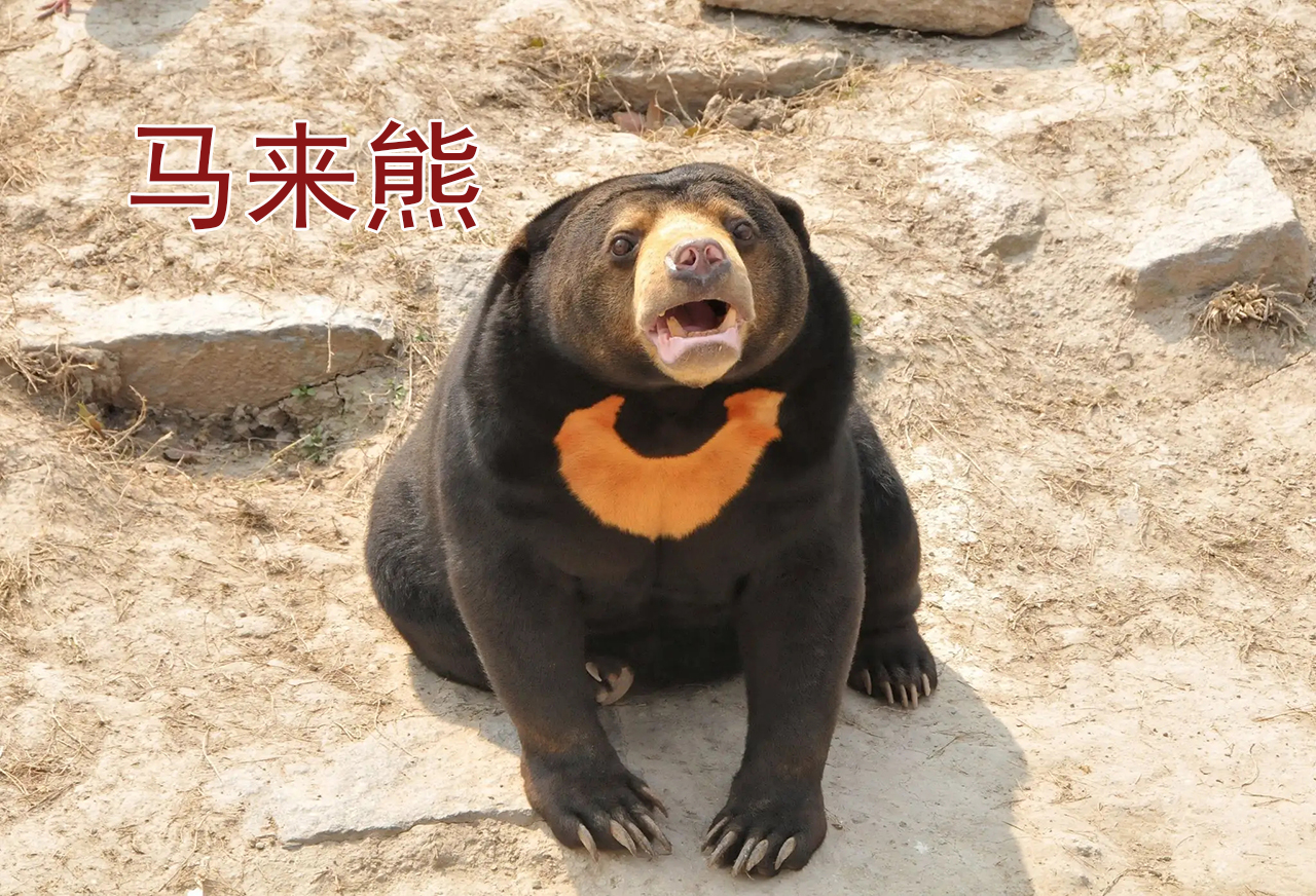 秦岭北麓发现三头黑熊,身材壮硕魁梧,生性爱玩,在林中戏水打闹