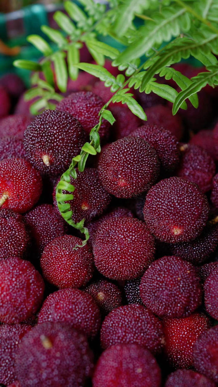 祝贺马山杨梅上榜省特色农产品优势区