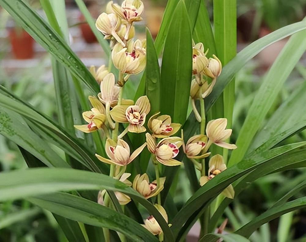 家里养株金荷兰花,花色艳丽,花香浓郁,适合新手