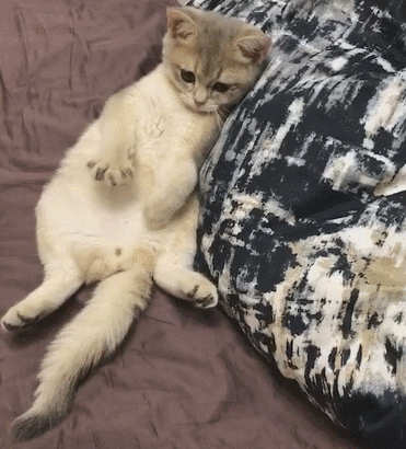 猫咪为什么不让人摸爪子?原来隐藏这些原因