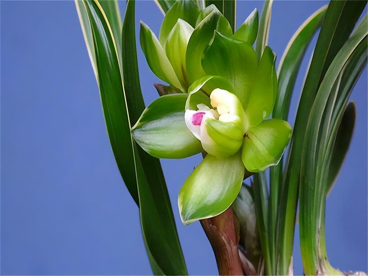 春兰皇后绿云,性价比非常高的一个春兰极品,值得拥有