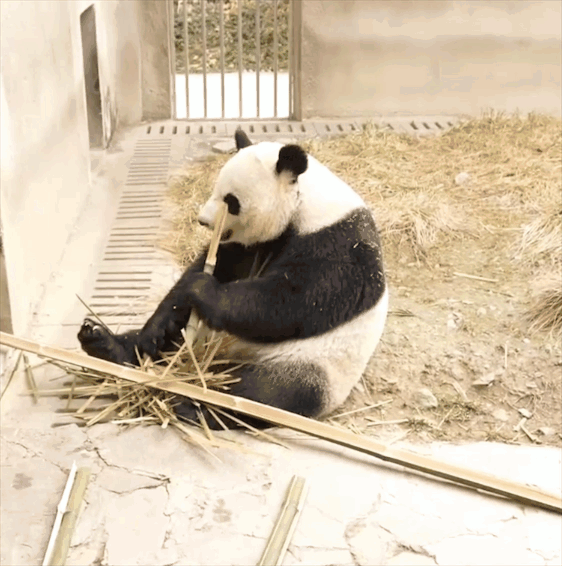 听说四川人年终奖发大熊猫20只先到先得