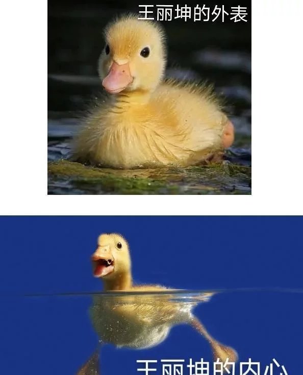 鸭子划水表情包图片