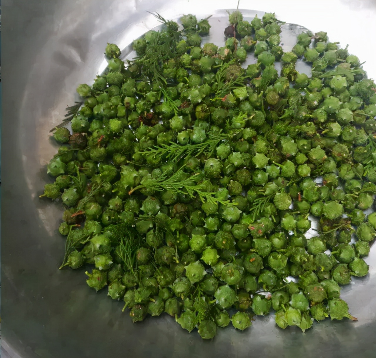 农村没人要的柏树果,殊不知它价值珍贵30元一斤,对睡眠有帮助