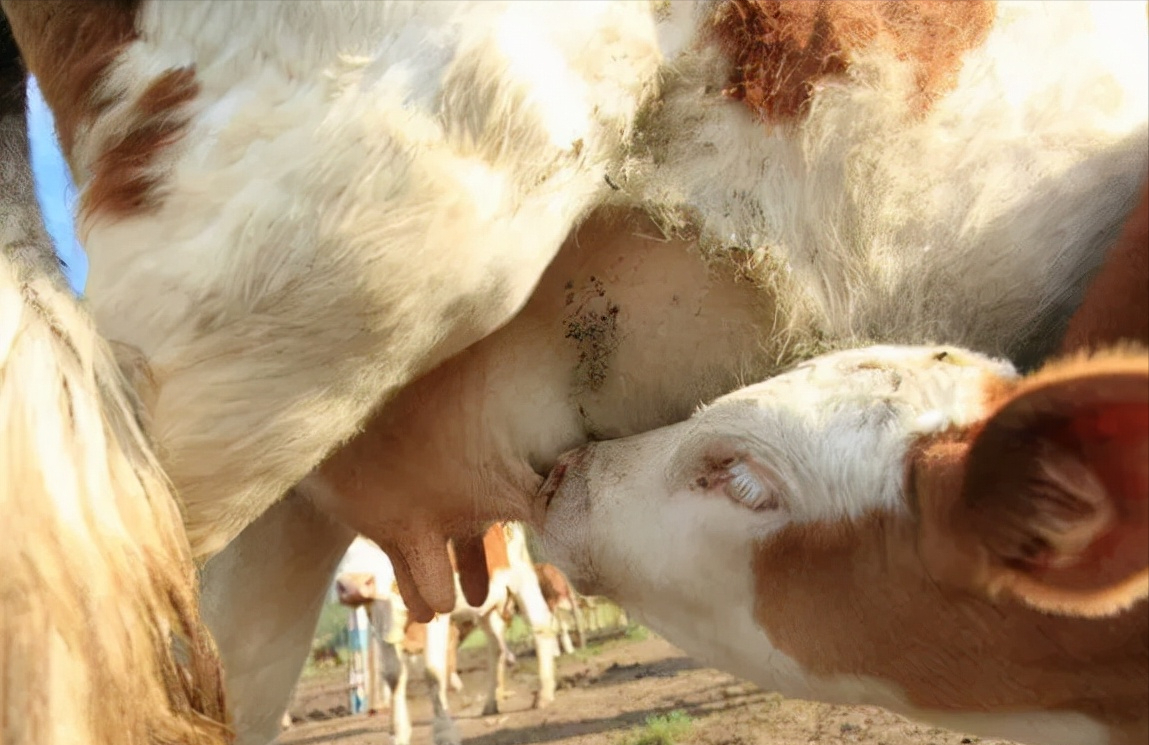 为什么母牛产后会出现瘫痪的情况?