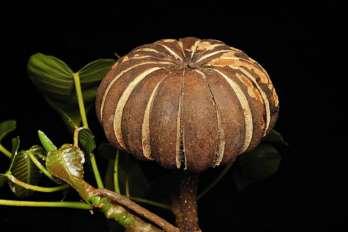 沙盒树究竟有多恐怖?果实爆炸相当于中型炸弹,毒液可致人类失明