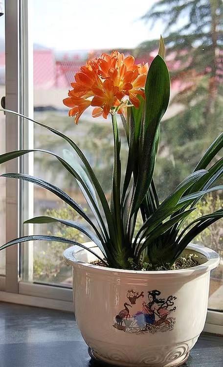 君子兰最怕的"几件事",只要避开了,叶片整齐宽又亮,满盆白根