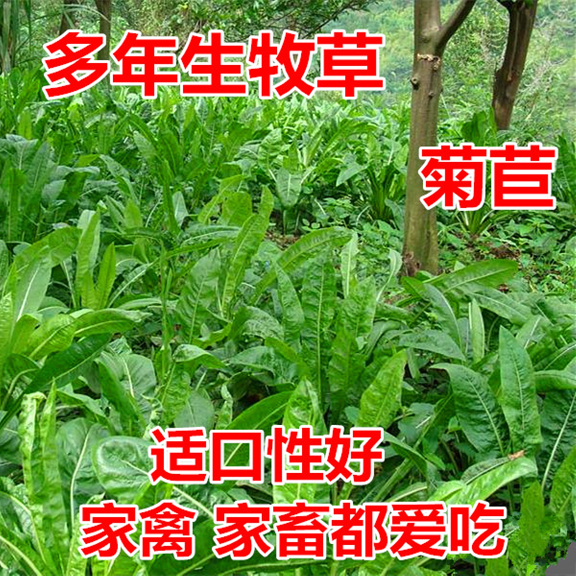 天香菊苣牧草图片