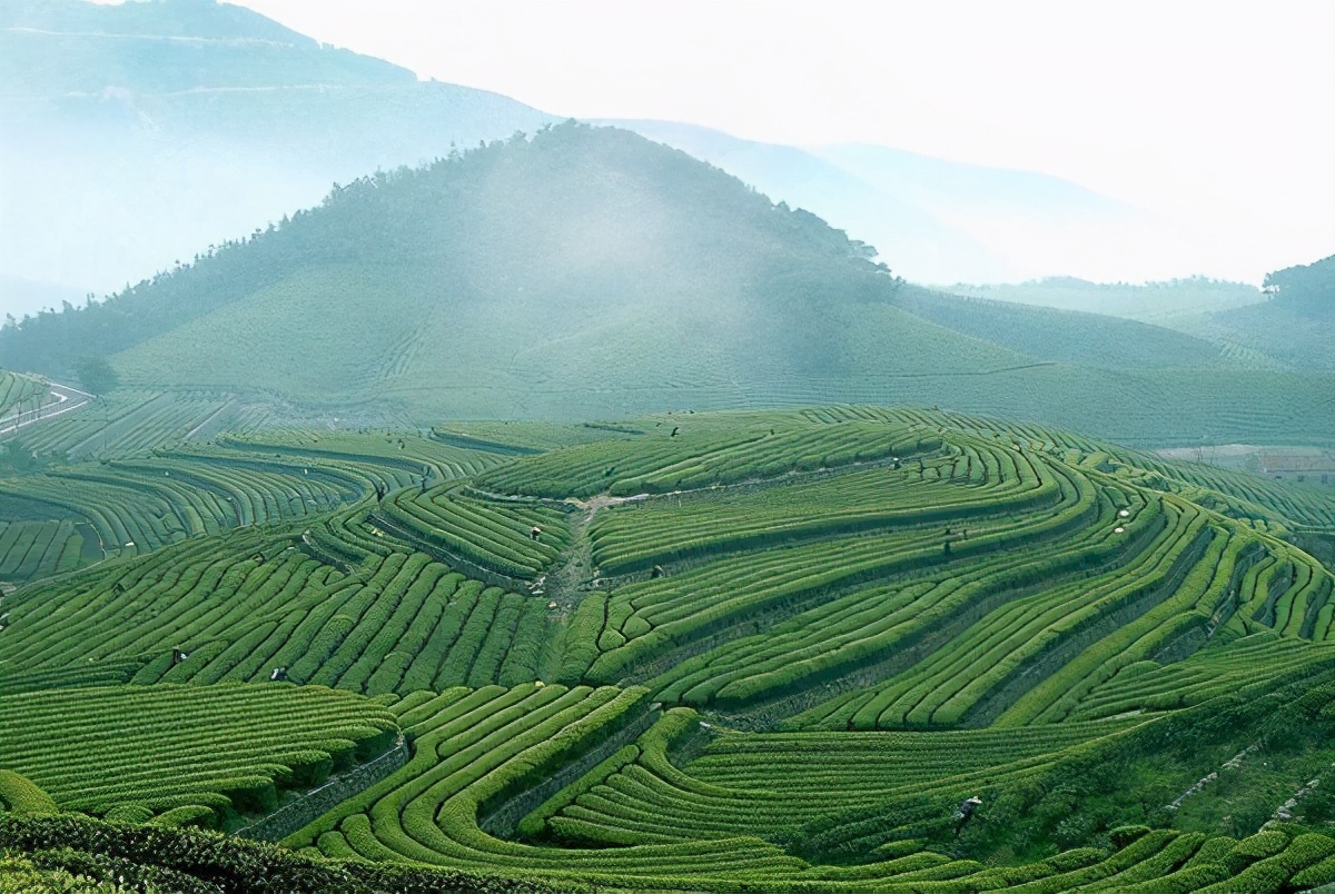 煮葉创始人刘芳——怀揣匠心,用恒心收获一口沁人心脾