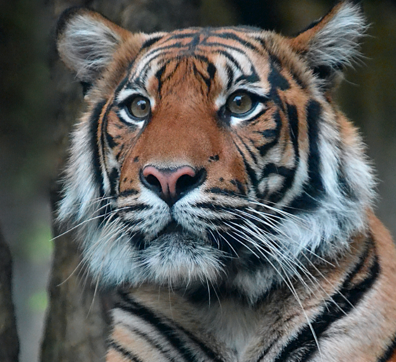 东北男子救下幼虎,养大后流泪送保护中心,3年后相见老虎哽咽落泪