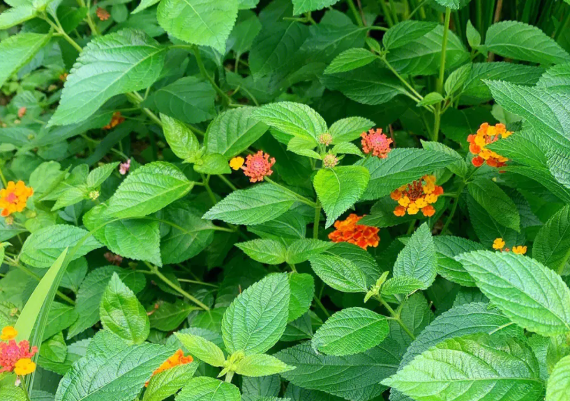 马樱丹概述马樱丹,又称头晕花,臭草,是一种在农村广泛分布的植物.