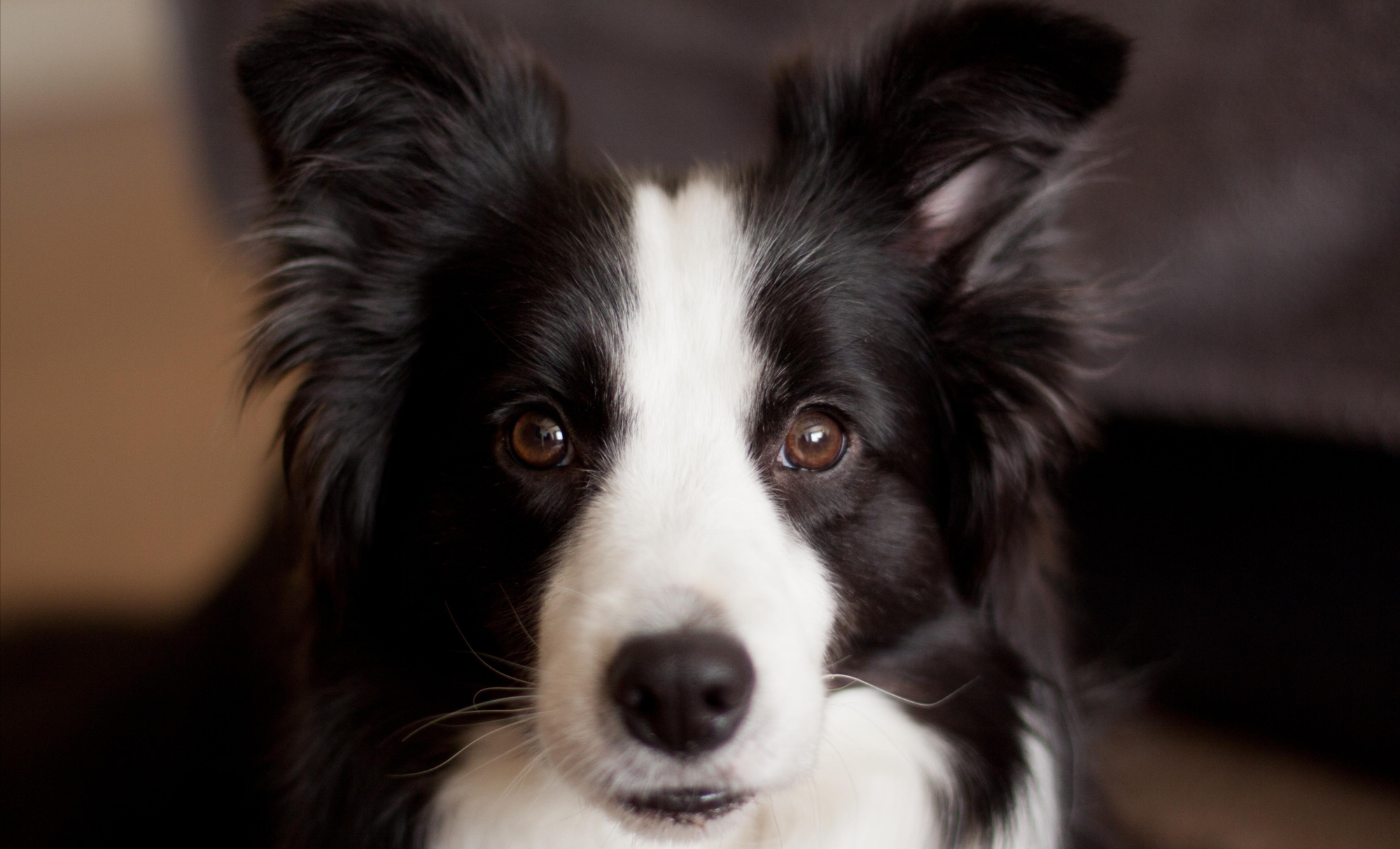 边牧是犬界第一高智商,但它的聪明也能让人"抓狂"