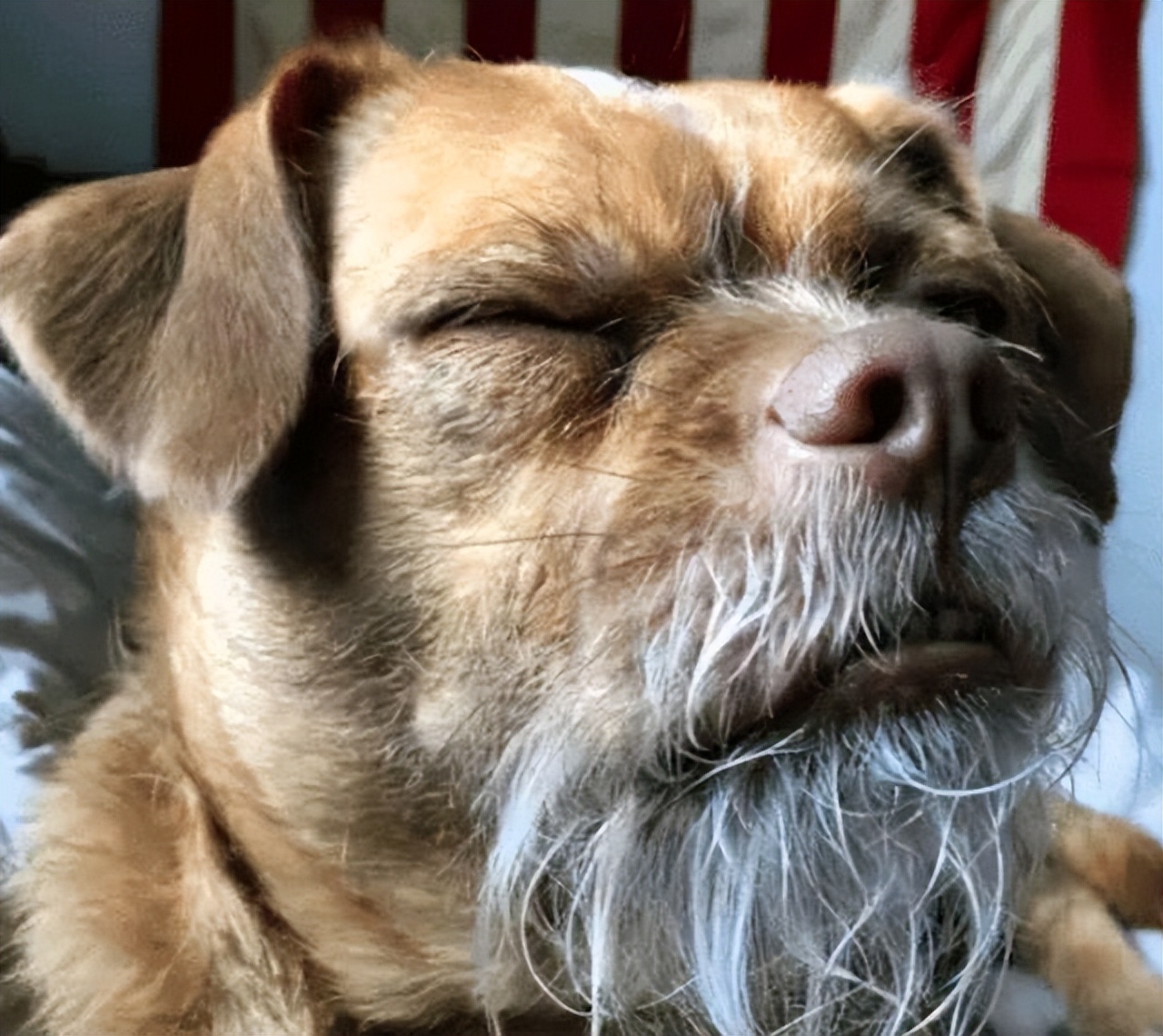 老年狗一生很简单,想做的事情不多,你能满足它几个?