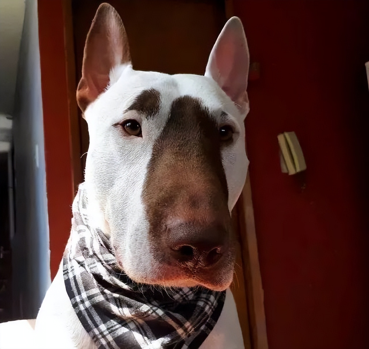 为什么"牛头梗"没人养了?靠颜值走红,却因为这些原因被禁养!