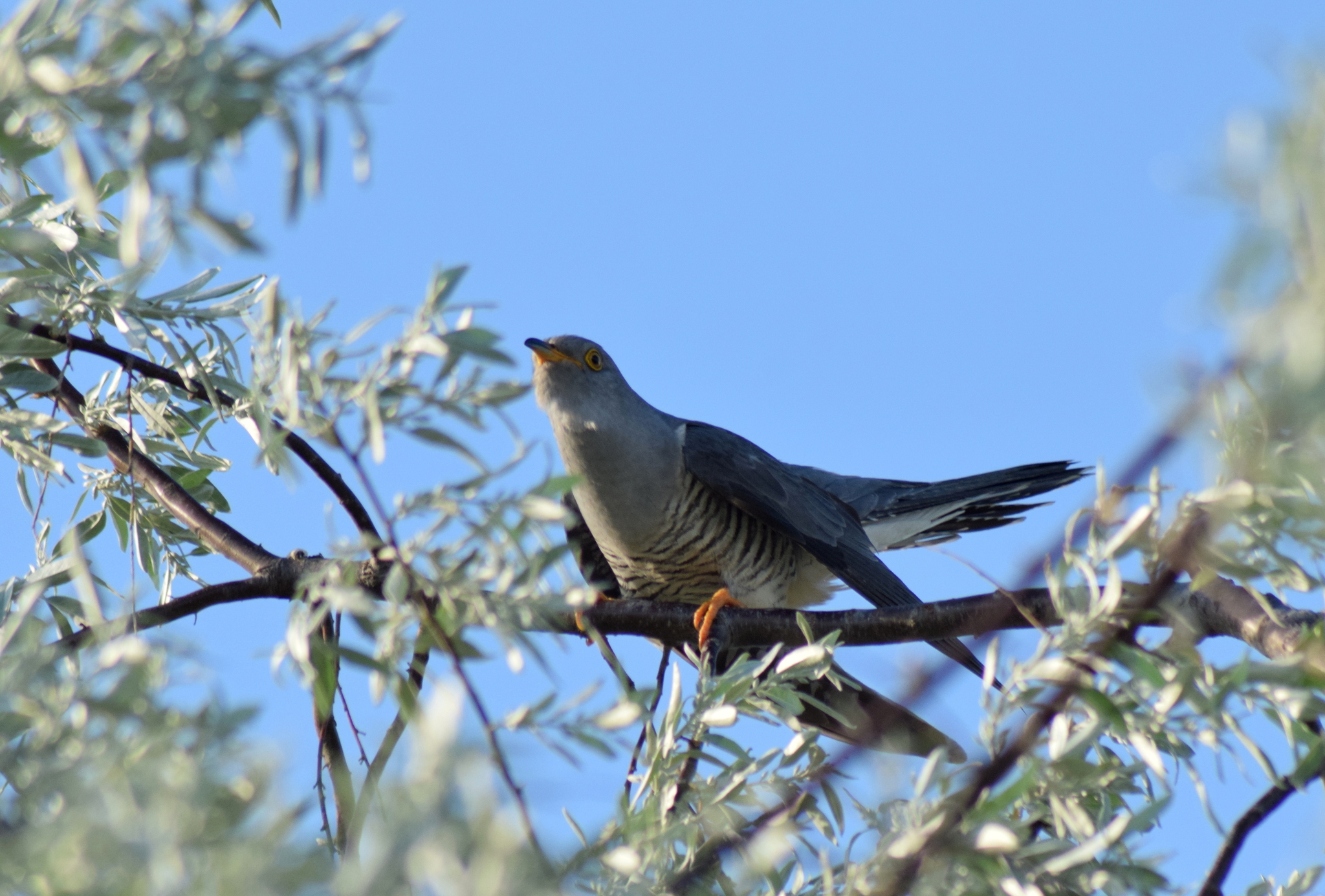 华丽琴鸟,最古老的鸣禽谱系演示"学舌"的起源