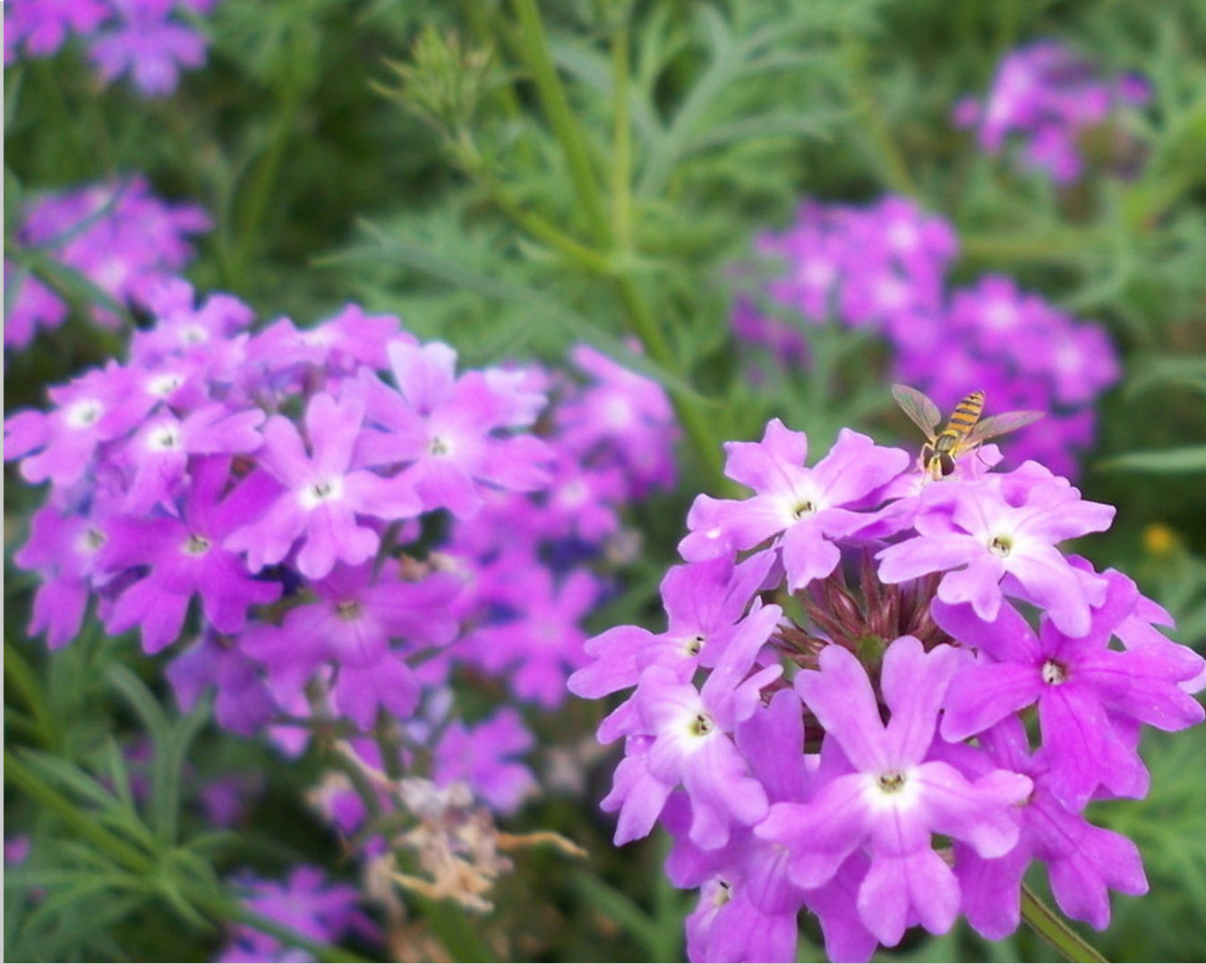 这八种花很喜欢阳光,越晒越漂亮,阳台和庭院都适合!