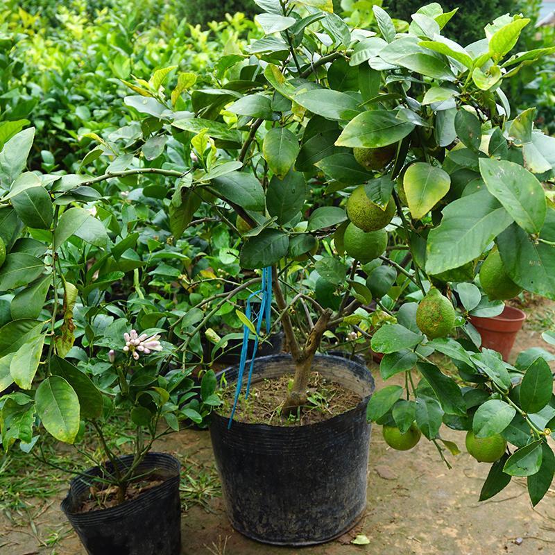 教你種植技巧,果實累累,樹形優美大氣茂盛