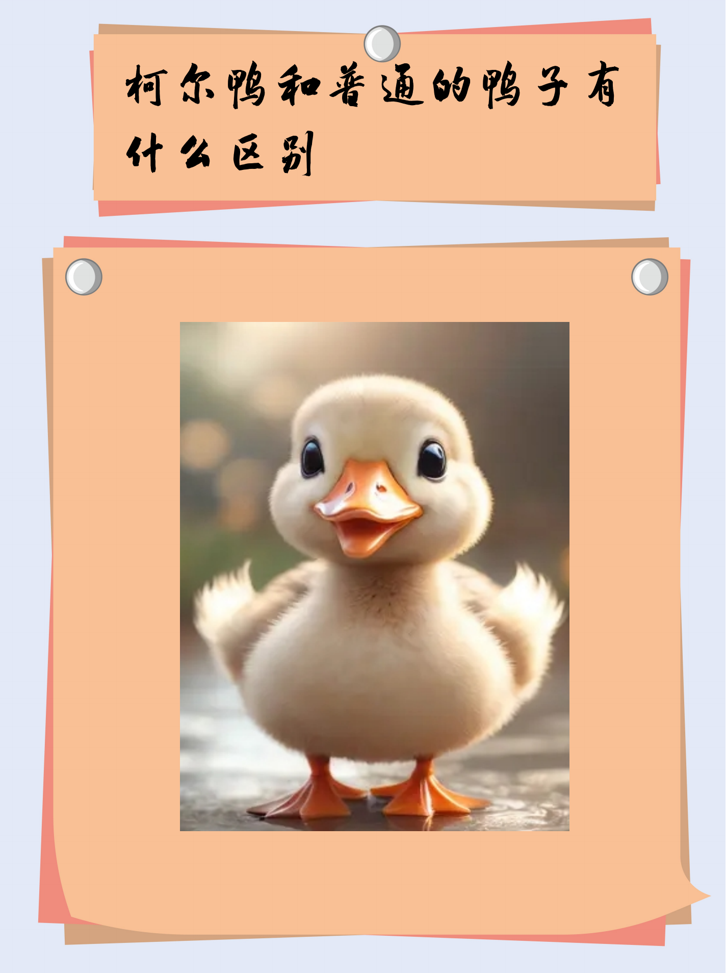 区别  柯尔鸭和普通的鸭子的外形有区别,柯尔鸭幼年时羽毛为白色的