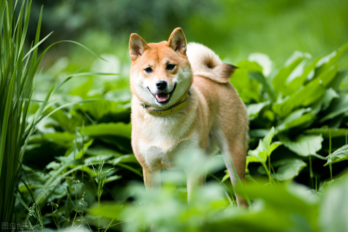 没有血统的柴犬可以买吗?有保障吗?