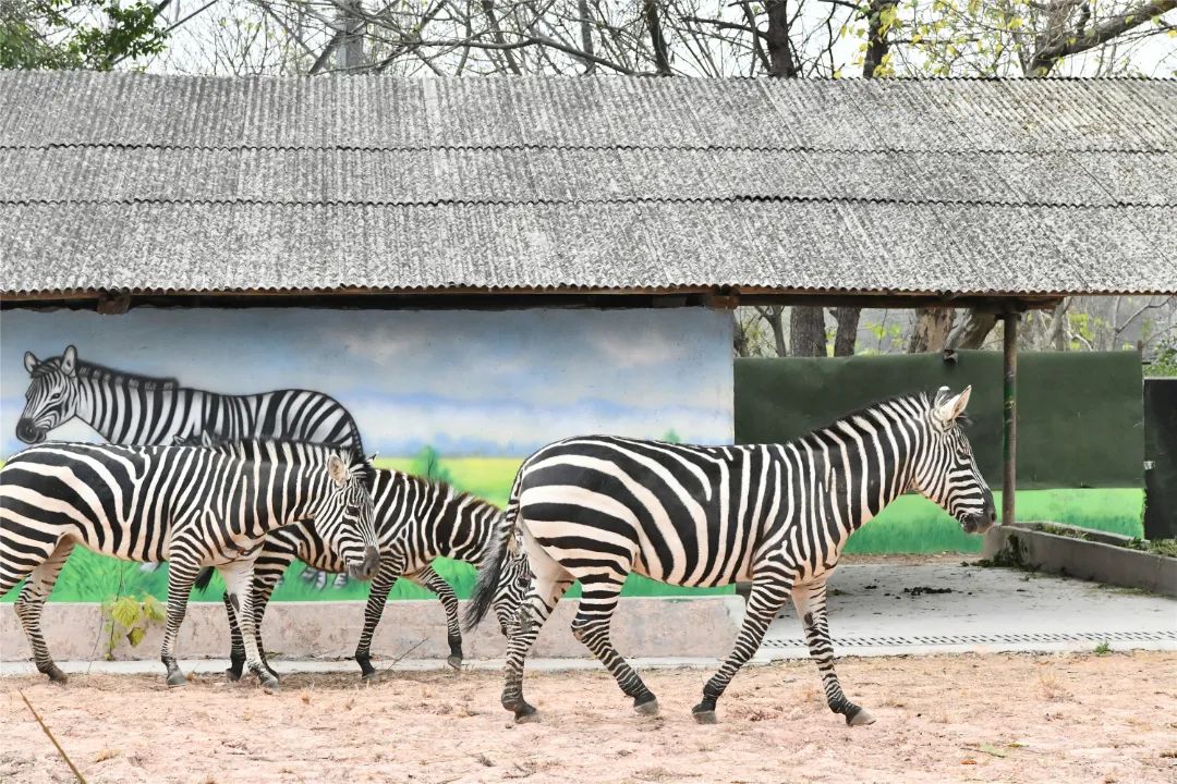 春游计划赣州森林动物园游玩攻略看这一篇就够了