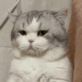【耐威克】怂怂的小猫咪你见过吗