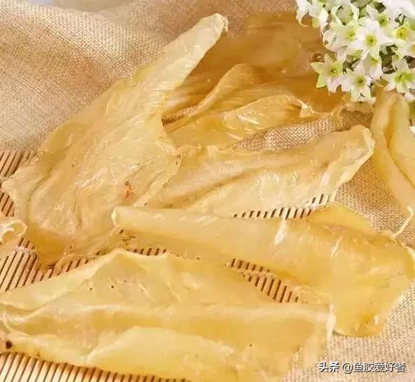 鱼肚是什么(目鱼肚是什么)