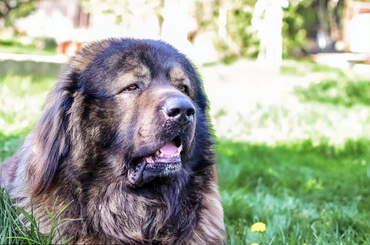 世界上被禁养的六大猛犬你以为藏獒的战斗力真的是吹的吗