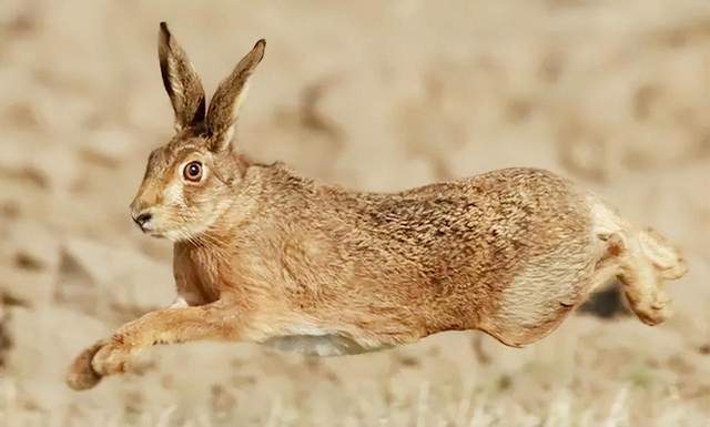 澳大利亚野兔泛滥,政府斗争百年,网友:在中国根本不够吃